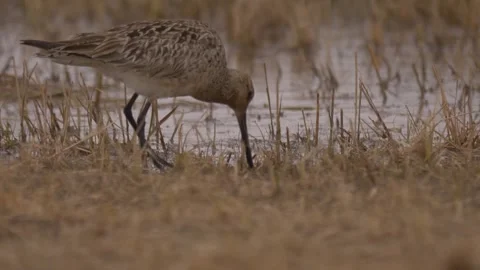 Asian dowitcher (Limnodromus semipalmatus) Stock Footage 280772712