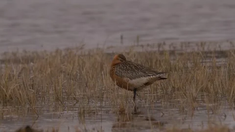Asian dowitcher (Limnodromus semipalmatus) stands on one leg Stock Footage 280772775