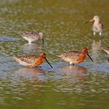 Asian dowitcher Stock Photos
