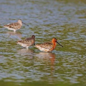 Asian dowitcher Stock Photos