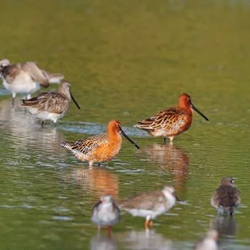 Asian dowitcher Stock Photos
