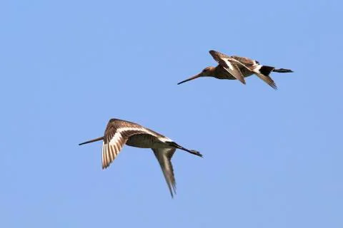 Asian dowitcher Stock Photos