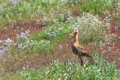 Asian dowitcher Stock-Fotos