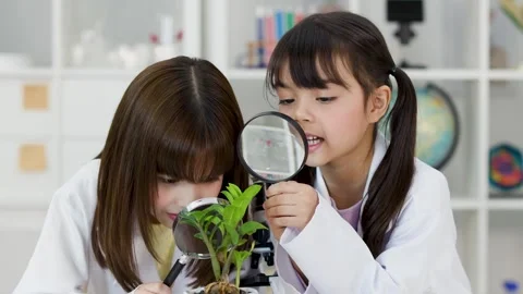 Asian Elementary Students Examining Potted Plant with Magnifying Glasses Stock Footage 341319745