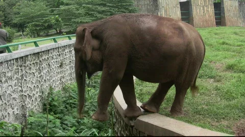 Asian Elephant (4) Stock Footage 716911