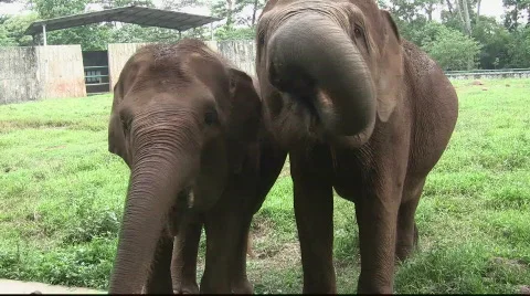 Asian Elephant (5) Stock Footage 847885