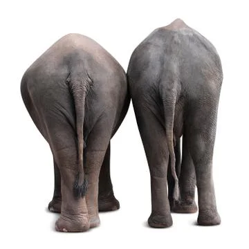 Asian elephant backside Stock Photos