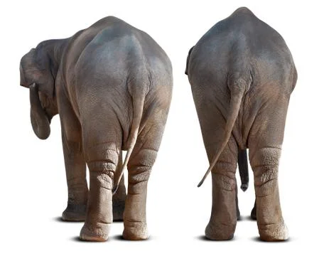 Asian elephant backside Stock Photos
