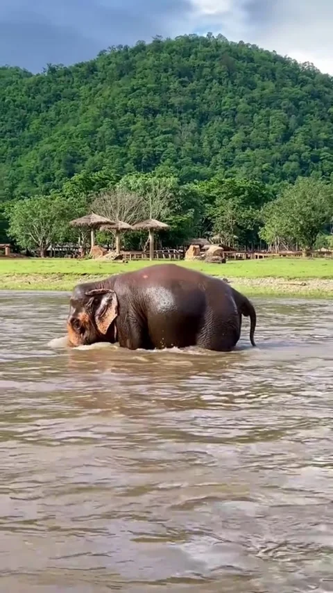 Asian elephant bathing and playing in river in nature Video stock 341568898