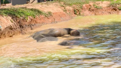 Asian Elephant Bathing and Rolling in Muddy River in Phuket 库存影片 330985835