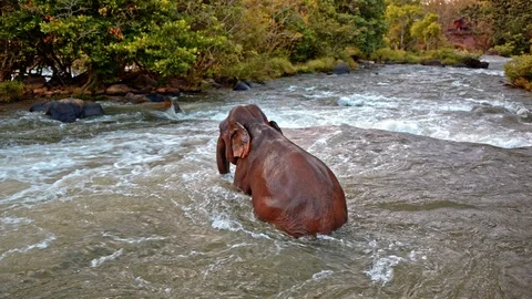 Asian elephant bathing Stock Footage 100963632