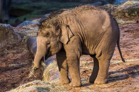 Asian elephant calf Stock Photos