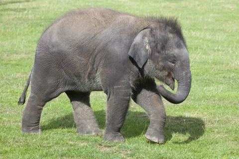 Asian Elephant calf Stock Photos