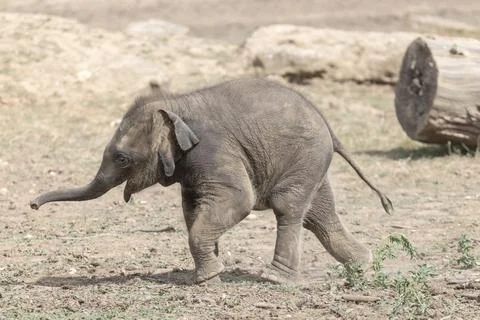 Asian Elephant Calf Walking Across Dry Terrain Stock Photos