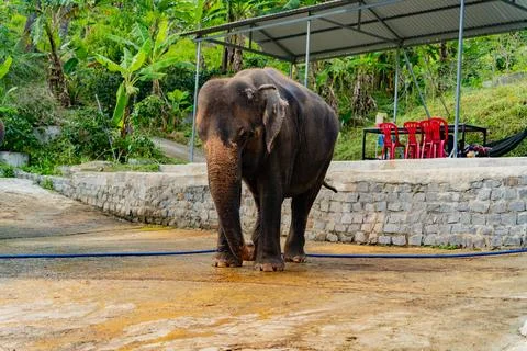 Asian elephant in captivity. Foto stock