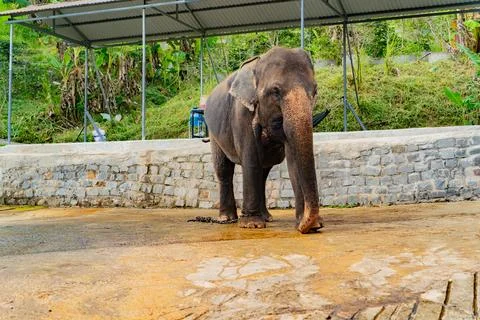 Asian elephant in captivity. 스톡 사진