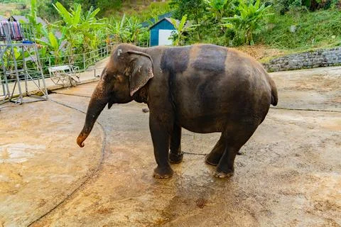 Asian elephant in captivity. Stock-Fotos