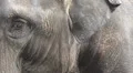 Asian Elephant closeup facial expression eye control HD Footage