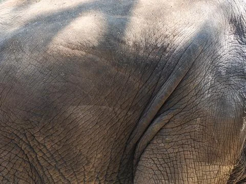 Asian elephant in closeup Stockfoto's