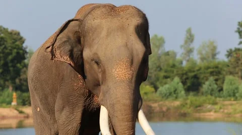 Asian Elephant dancing Stock Footage 56841418