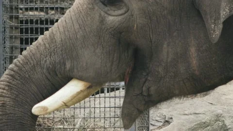 Asian elephant eating, close-up Stock Footage 89843850