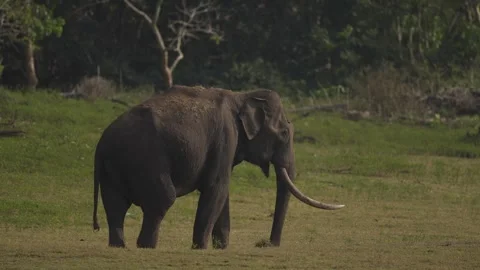 Asian elephant, Elephas maximus, big animal in the nature habitat, near the wate Vídeo Stock 268727716