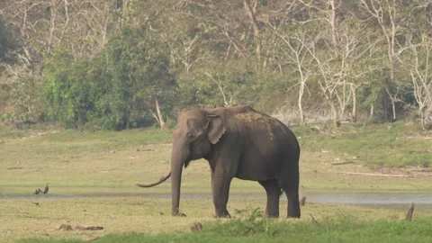 Asian elephant, Elephas maximus, big animal in the nature habitat, near the wate Видео 268731216