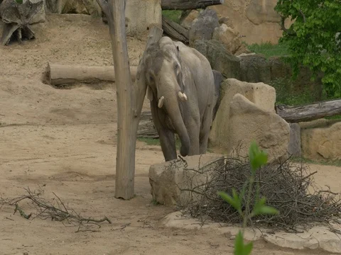Asian elephant (Elephas maximus) in captivity Stock Footage 80908407