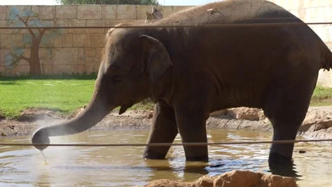 Asian elephant Elephas maximus cooling off in water, splashing with trunk in Video stock 321814815