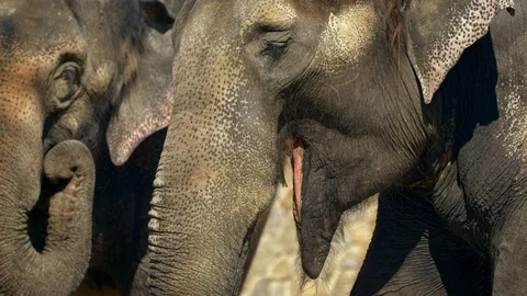 Asian elephant (Elephas maximus) eating Stock Footage 121237213