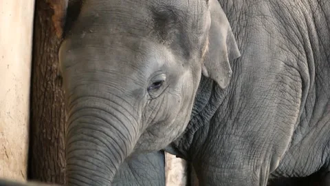 Asian elephant (Elephas maximus) Stock Footage 174897304