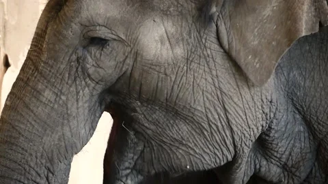 Asian elephant (Elephas maximus) Video stock 174897654