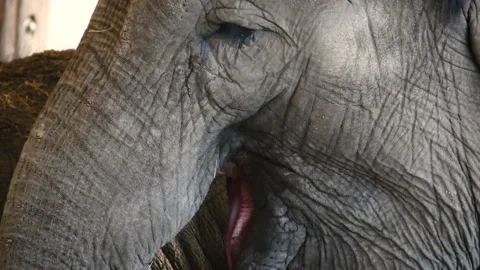 Asian elephant (Elephas maximus) Stock Footage 174897903
