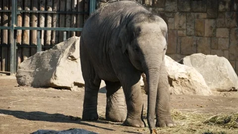Asian elephant (Elephas maximus) Video stock 175457451