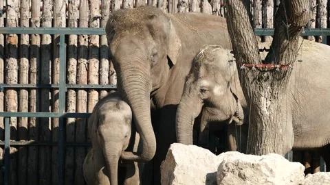 Asian elephant (Elephas maximus) Stock Footage 175475176