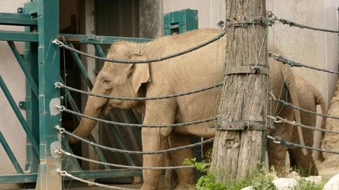 Asian elephant (Elephas maximus) Stock Footage 245583221