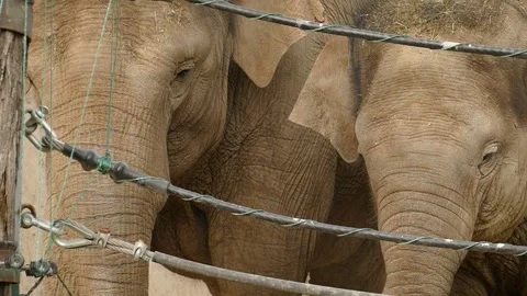 Asian elephant (Elephas maximus) Stock Footage 245583256