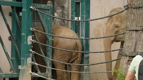 Asian elephant (Elephas maximus) Video stock 245583271