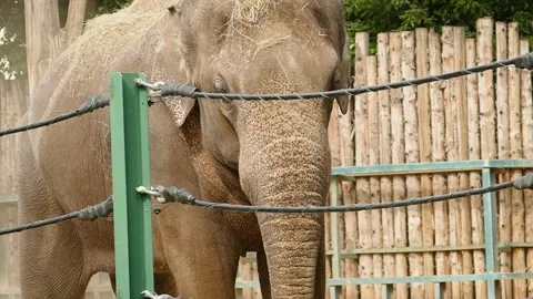 Asian elephant (Elephas maximus) Video stock 245583343