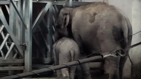 Asian elephant (Elephas maximus) Stock Footage 250296473