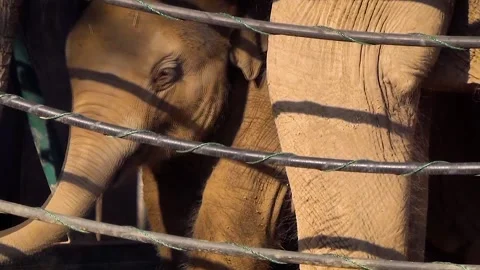 Asian elephant (Elephas maximus) Stock Footage 259166101