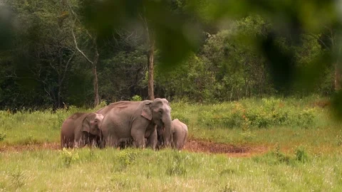Asian Elephant (Elephas maximus) herd in Khao Yai National Park, Thailand Stock Footage 136003136