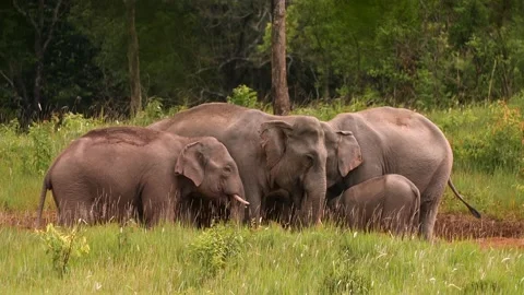 Asian Elephant (Elephas maximus) herd in Khao Yai National Park, Thailand Stock Footage 136003285