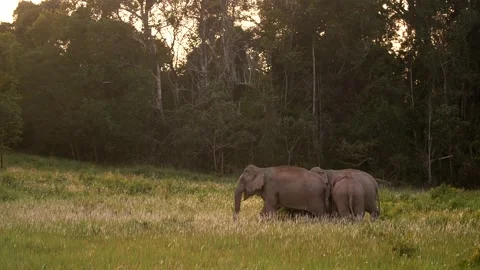 Asian Elephant (Elephas maximus) herd in Khao Yai National Park, Thailand Stock Footage