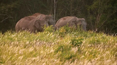 Asian Elephant (Elephas maximus) herd in Khao Yai National Park, Thailand Stock Footage 136003582