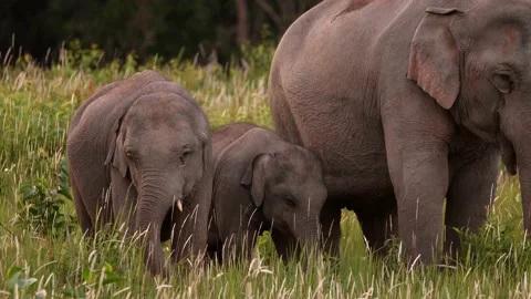 Asian Elephant (Elephas maximus) herd in Khao Yai National Park, Thailand Stock Footage 136003722