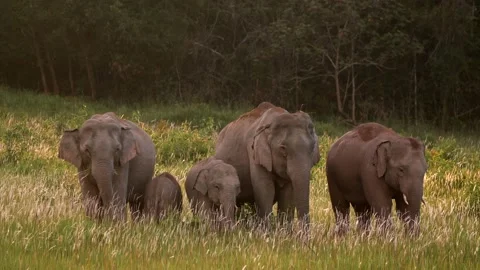 Asian Elephant (Elephas maximus) herd in Khao Yai National Park, Thailand Stock Footage