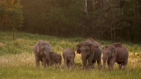 Asian Elephant (Elephas maximus) herd in Khao Yai National Park, Thailand Stock Footage 136004644