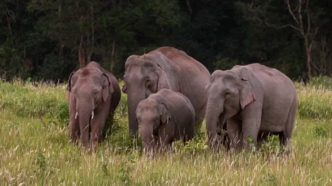 Asian Elephant (Elephas maximus) herd in Khao Yai National Park, Thailand Stock Footage 136004694