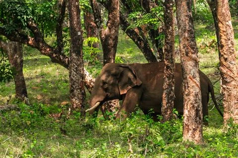 Asian elephant (Elephas maximus), likely the Indian or Sri Lankan subspecie.. Stock Photos